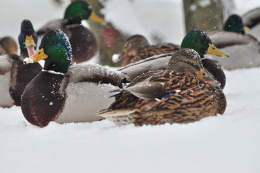 Similar image 21436541