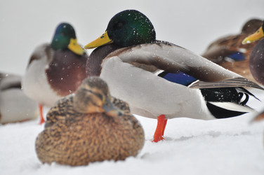 Similar image 21478506