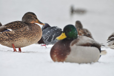 Similar image 21478508