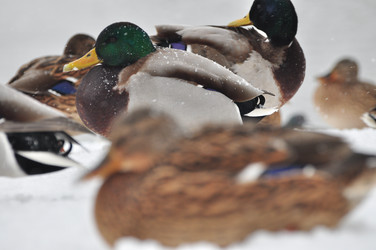 Similar image 21478510