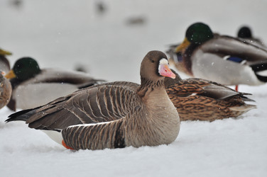 Similar image 21478512