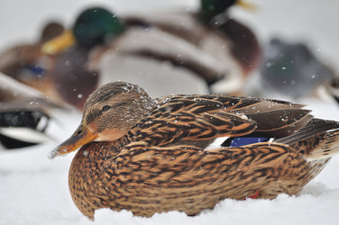 Similar image 21478516