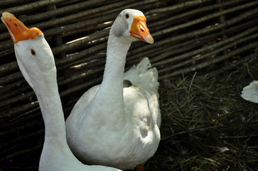 Similar image 21433480