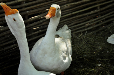 Similar image 21436360