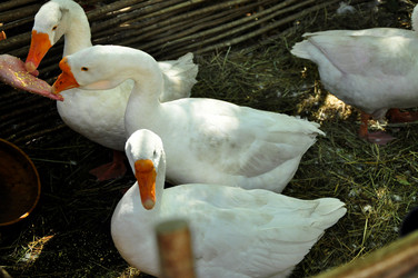 Similar image 21436362