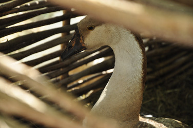 Similar image 21433484