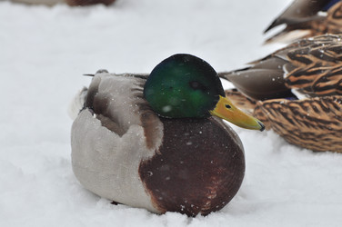 Similar image 21478582