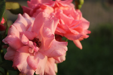 Similar image 21469393