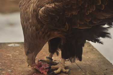 Similar image 21478711