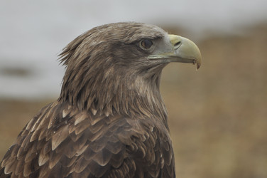 Similar image 21480710