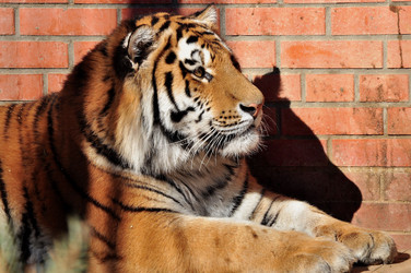 Similar image 21436618