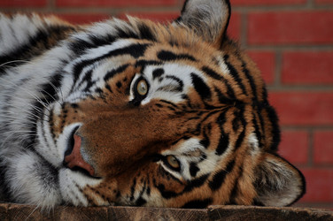 Similar image 21444721