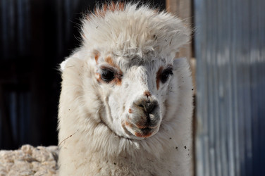 Similar image 21478722