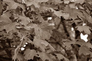 Similar image 21463000