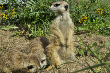 Similar image 21478760