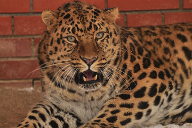 Similar image 21478761