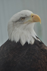 Similar image 21478769