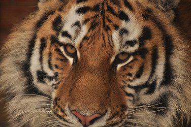 Similar image 21480721