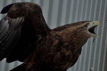 Similar image 21436441