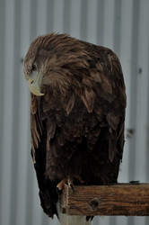 Similar image 21436643