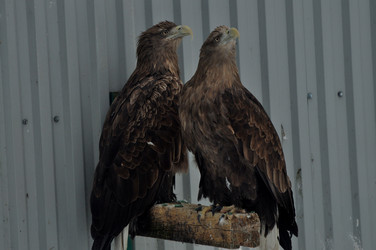 Similar image 21459015