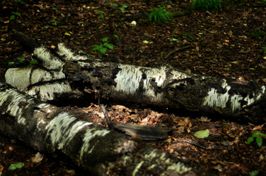 Similar image 21478776