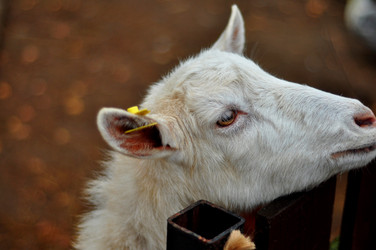 Similar image 21436657