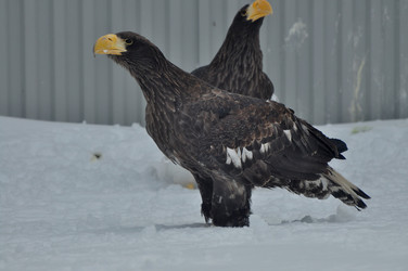 Similar image 21478821