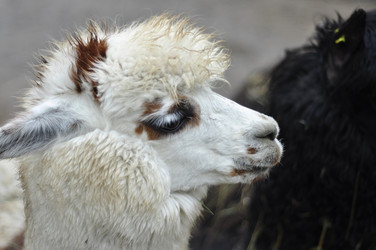 Similar image 21433530