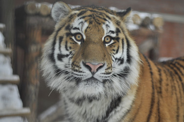 Similar image 21478828