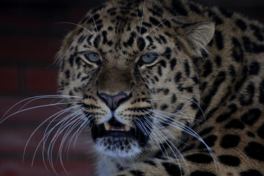 Similar image 21478829