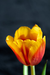 Similar image 21442553