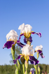 Similar image 21453975