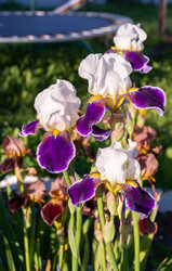 Similar image 21453976