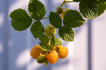 Similar image 21453989