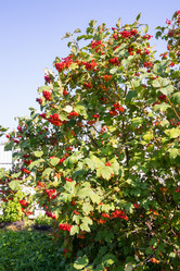 Similar image 21454000