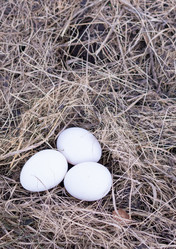 Similar image 21454025