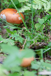 Similar image 21455935