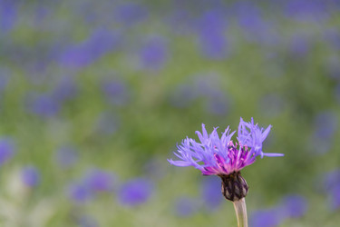 Similar image 21454040