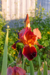 Similar image 21454049