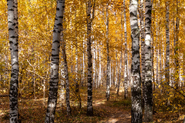 Similar image 21443828