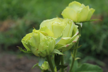 Similar image 21469430