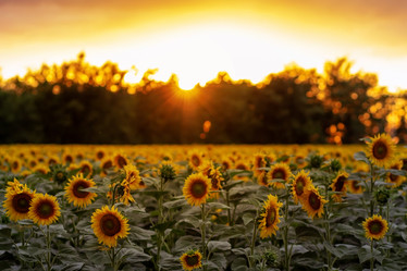 Similar image 21467467