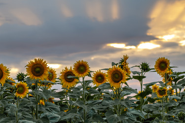 Similar image 21434277