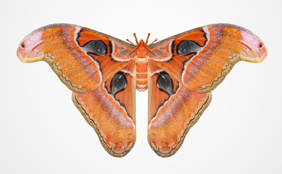 Similar image 21467513