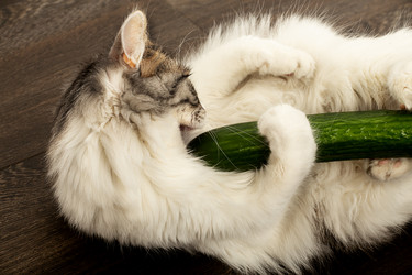 Similar image 21458632