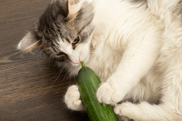 Similar image 21458640