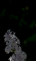 Similar image 21469039