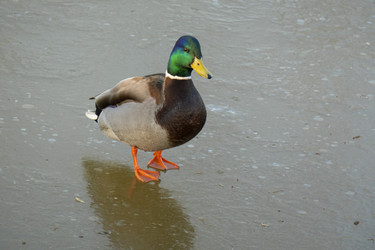 Similar image 21469052