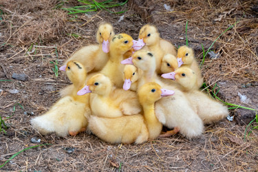 Similar image 21469066